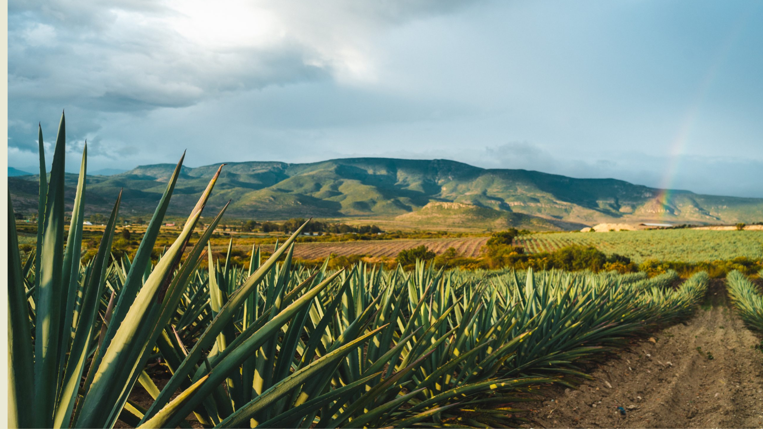 Mezcal - banner image