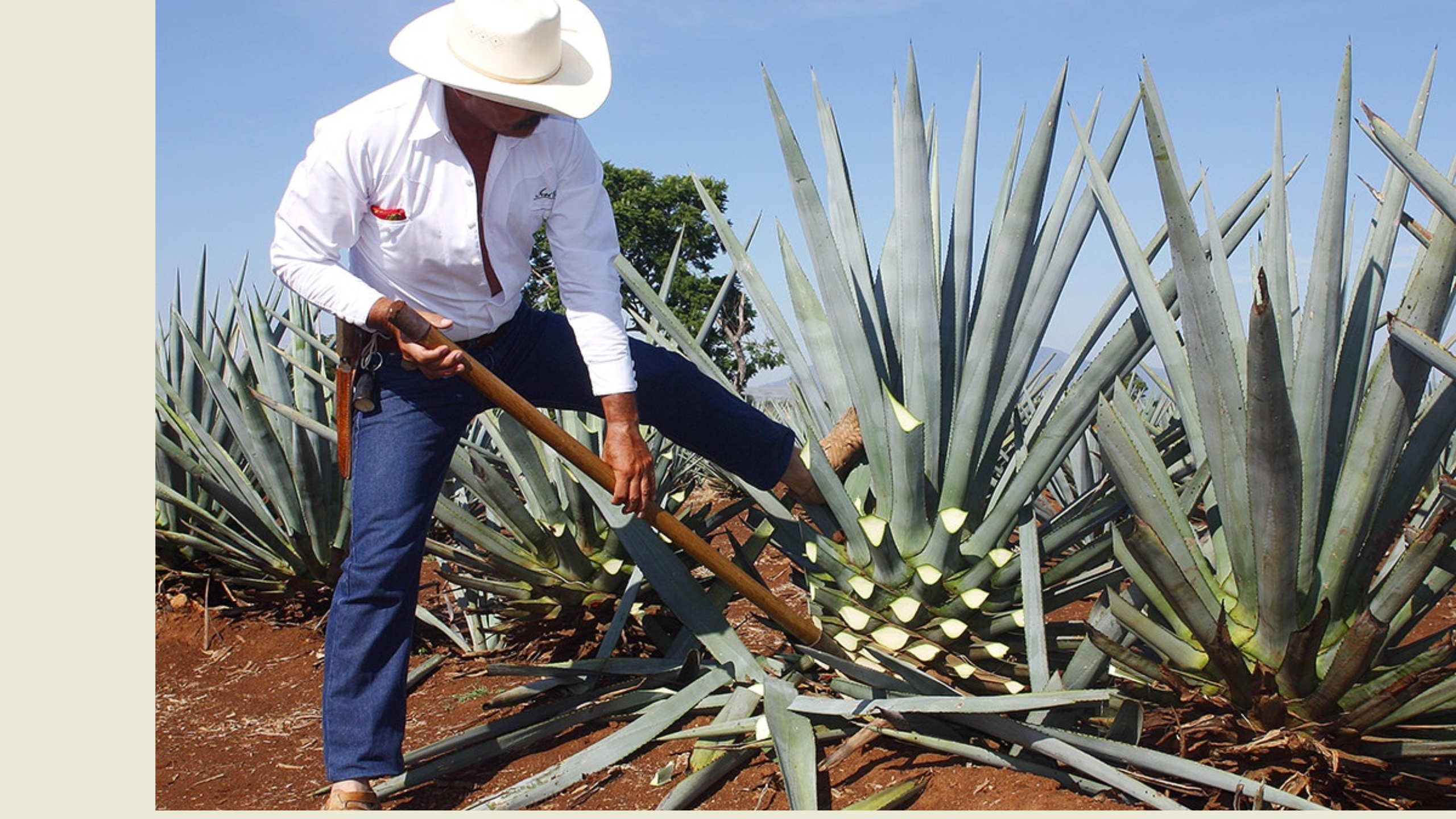 Tequila - Blanco - banner image